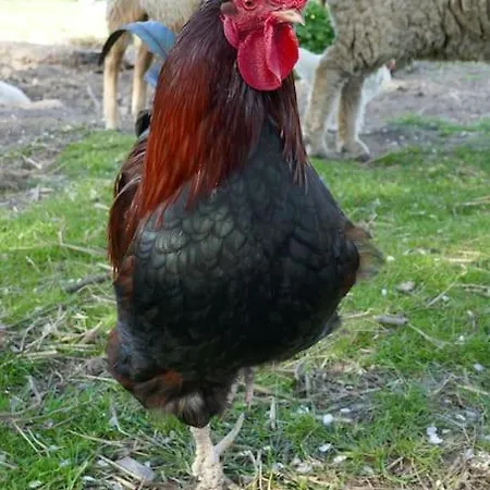 Sieben Eulen In Apartment