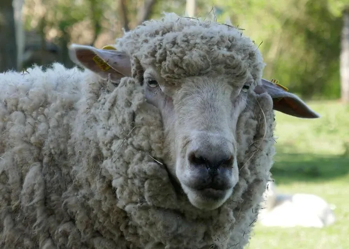 Sieben Eulen In Apartmán *